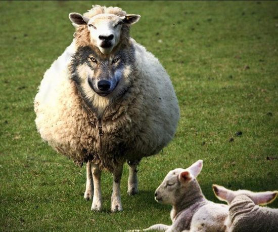 Импортозамещение «в овечьей шкуре»